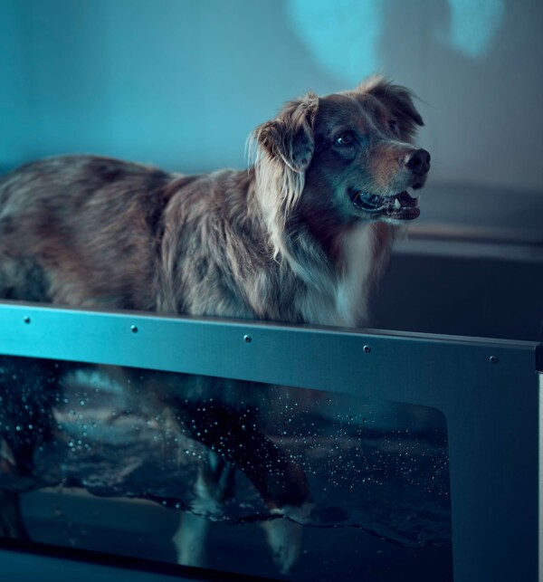 Ein gl&uuml;cklicher Hund beim Aquatraining.