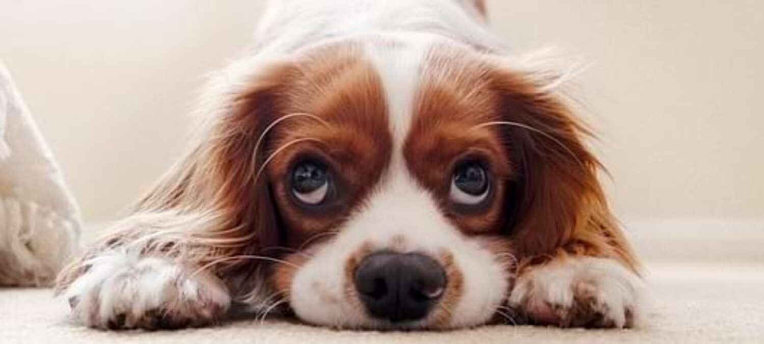 Ein verspielter Hund schaut zur Kamera hoch.