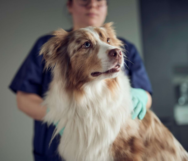 Hund w&auml;hrend der Untersuchung in der Kleintierklinik Ettlingen
