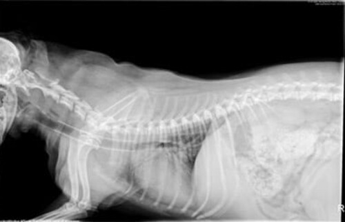 R&ouml;ntgenbild einer Luftr&ouml;hre mit einem Trachealstent.