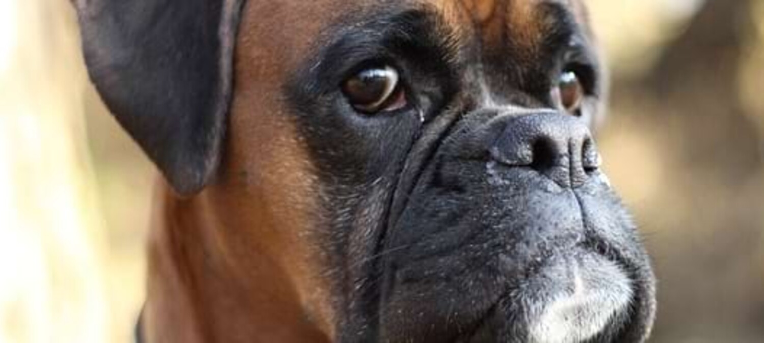 Nahaufnahme eines deutschen Boxers.