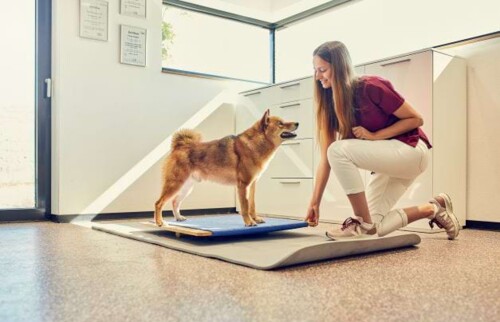 Stabilisations&uuml;bungen auf dem Wackelbrett