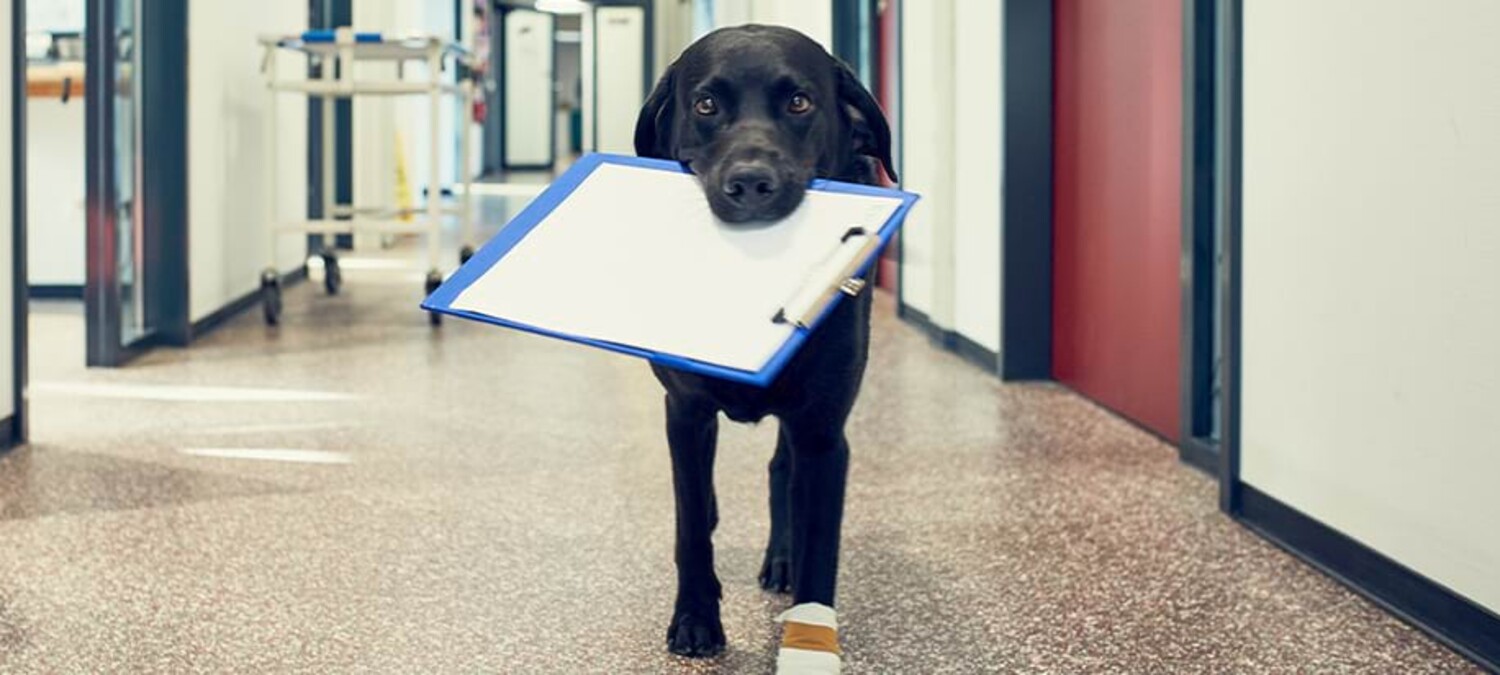 Ein Hund tr&auml;gt ein Klemmbrett durch den Flur der Klinik.