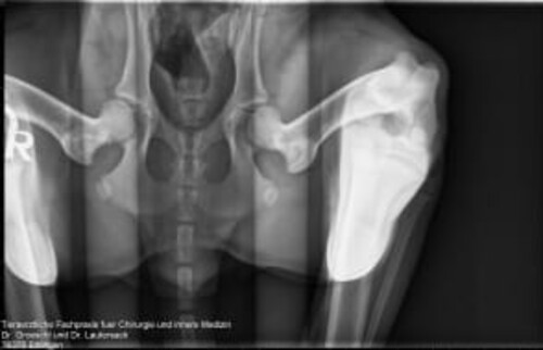 Schwarz-wei&szlig;es R&ouml;ntgenbild der H&uuml;ftgelenke eines Tieres mit weit nach au&szlig;en gespreizten Hinterbeinen.