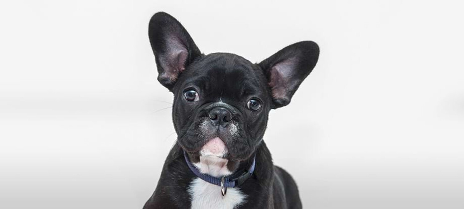 Nahaufnahme eines Mopses.