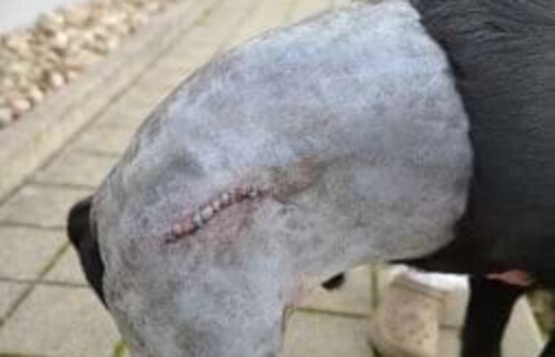 Operationsnarbe nach erfolgreicher Operation.