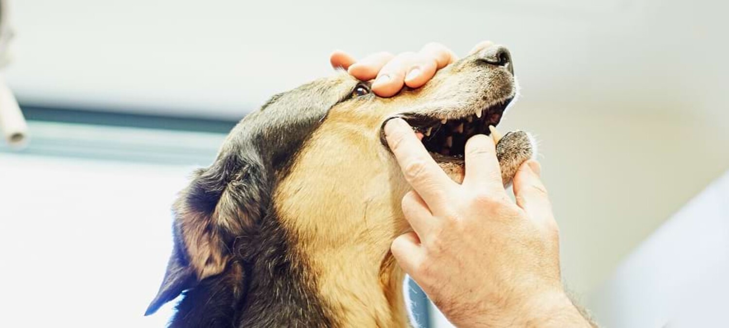 Nahaufnahme wie einem Hund der Mund aufgehalten wird und die Z&auml;hne untersucht werden.