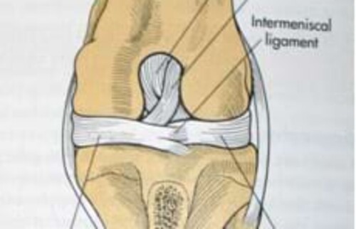 Das Kniegelenk des Hundes aus Fossum.