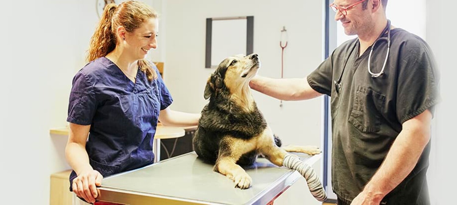 Dr. Lautersack und eine Kollegin bei der professionellen Wundversorgung eines Hundes in der Kleintierklinik Ettlingen bei Karlsruhe