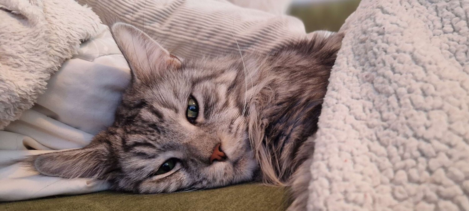 Nahaufnahme einer flauschigen, grau getigerten Katze, die gem&uuml;tlich zwischen hellen Kissen und einer wei&szlig;en Kuscheldecke liegt.