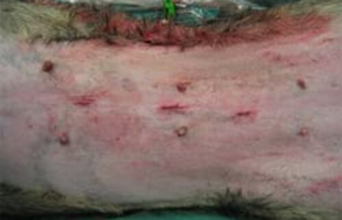 Fr&uuml;her wurden 3 Zug&auml;nge zur Bauchh&ouml;hle angelegt, durch moderne Instrumente und Techniken werden heute jedoch nur noch 2 kleine Zug&auml;nge gelegt. Diese sind mit ca 1 cm beide sehr klein und verursachen nach dem Eingriff &uuml;blicherweise keinen Wundschmerz. Ein Wundschutz ist in der Regel nicht notwendig. Die Bauchdecke ist sofort nach der Operation wieder belastungsf&auml;hig, so dass der postoperative Leinenzwang nicht notwendig ist.