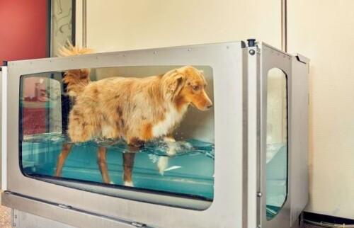 Aquatraining: Mit Hilfe des Unterwasserlaufbandes gelenkschonender Muskelaufbau und Gangbildschulung