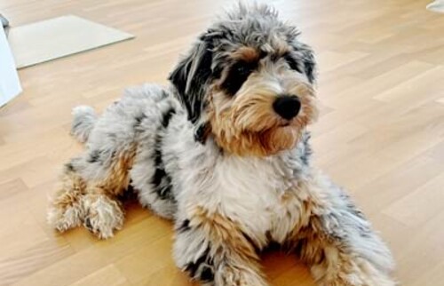 Trotz aller Herausforderungen erkundet Kobe mit erhobenem Haupt weiterhin die Welt.