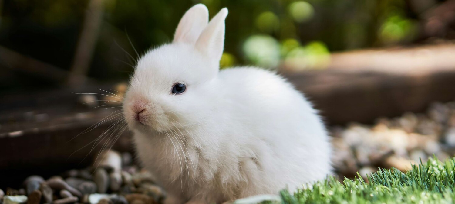 Nahaufnahme eines wei&szlig;en H&auml;schens.