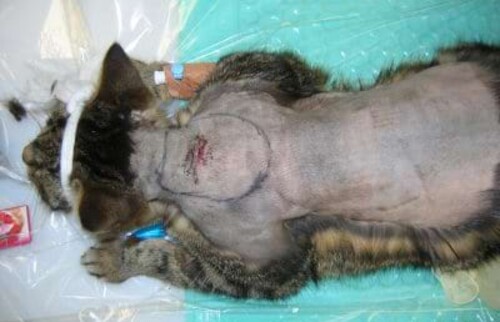 Fibrosarkom an der typischen Impflokalisation im unteren Halsbereich einer Katze.