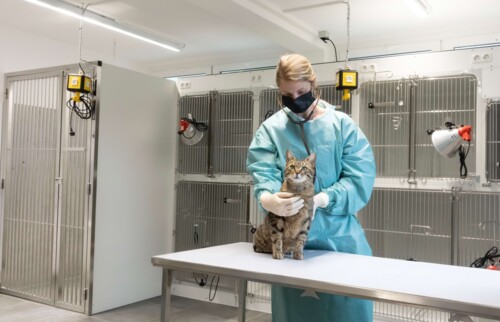 Impression der Isolationsstation mit Behandlerin und Katze.