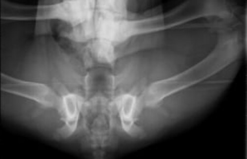 Schwarz-wei&szlig;es R&ouml;ntgenbild der H&uuml;ftgelenke eines Tieres mit abgespreizten Hinterbeinen.