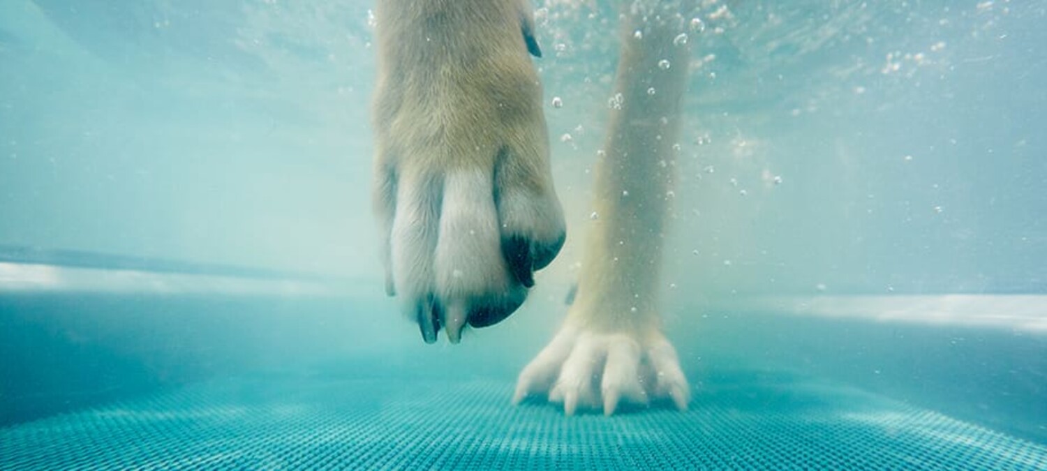 Nahaufnahme der Pfoten eines Hundes auf einem Unterwasserlaufband.