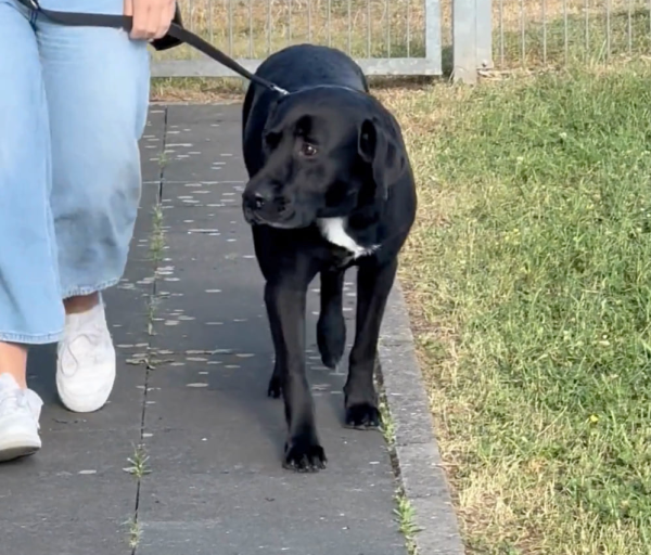 Labrador