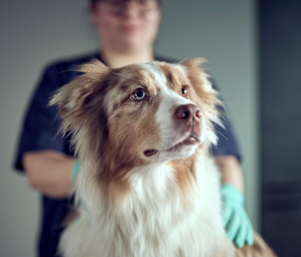 Nahaufnahme eines Hundes nach der Behandlung.