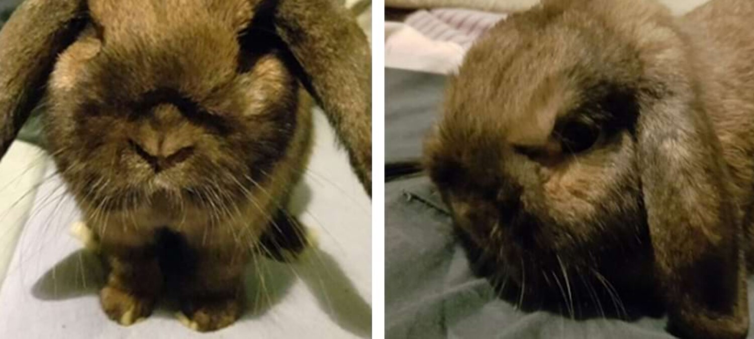 Eine Nahaufnahme der behandelten H&auml;sin Maya.