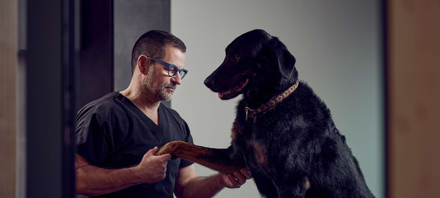 Spezialist f&uuml;r H&uuml;ftdysplasie Dr. Lautersack aus der Kleintierklinik Ettlingen untersucht einf&uuml;hlsam und mit viel Blick f&uuml;rs Detail einen Hund