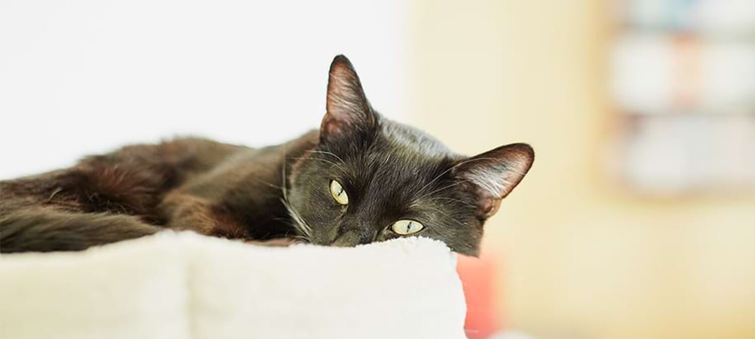 Eine liegende schwarze Katze.