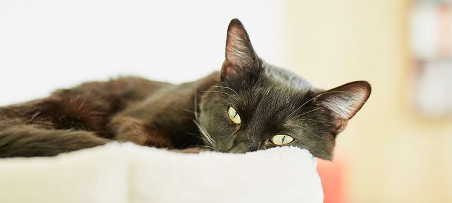 Eine liegende schwarze Katze mit schl&auml;frigem Blick.