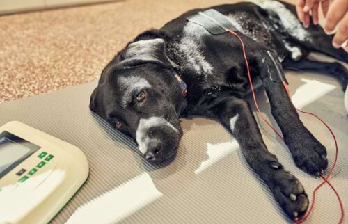 TENS Elektrotherapie zur Stimulation von Muskeln und Nerven