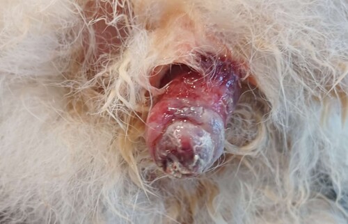 Prolaps bei Erstvorstellung