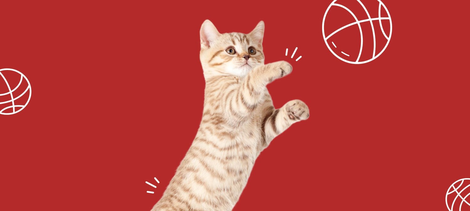 Stilisiertes Bild einer jungen und verspielten Katze.