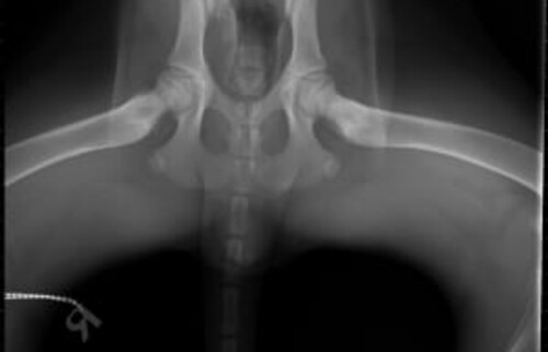 Schwarz-wei&szlig;es R&ouml;ntgenbild der H&uuml;ftgelenke eines Tieres mit abgespreizten Hinterbeinen.